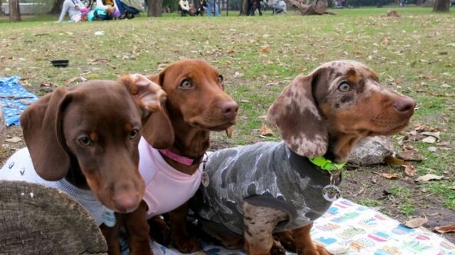 Nueva reunión de los fanáticos de los perros salchichas