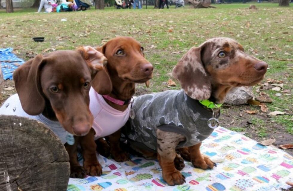 Nueva reunión de los fanáticos de los perros salchichas
