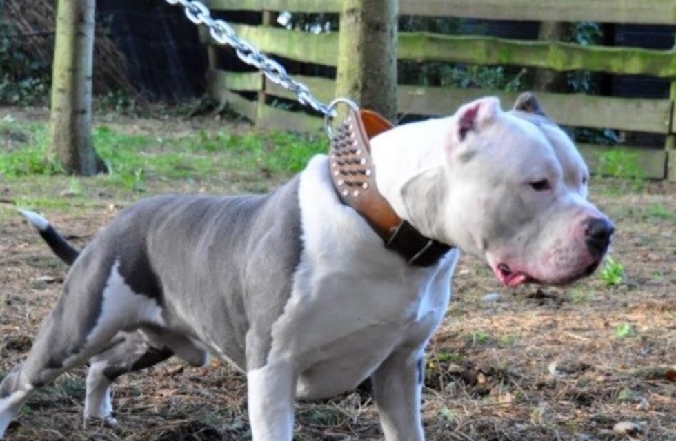 Discutió con un vecino, le soltó el pitbull y le tuvieron que hacer 30 puntos de sutura