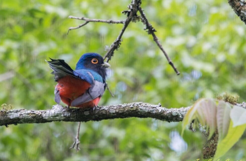 Se viene el 1º Encuentro de Observadores de Aves de la provincia de Salta