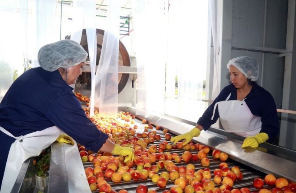 En cuatro temporadas la pulpera aumentó la producción un 139%