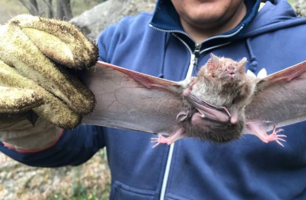 Detectan un brote de rabia en animales de Traslasierra y Punilla