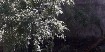 Perseguían a un hombre por no usar tapabocas y hallaron plantas de marihuana de tres metros (@JoseljuarezJOSE)