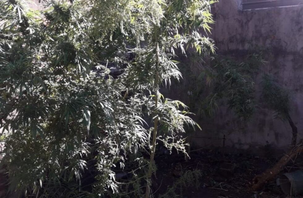 Perseguían a un hombre por no usar tapabocas y hallaron plantas de marihuana de tres metros