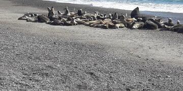 reserva provincial de lobos marinos