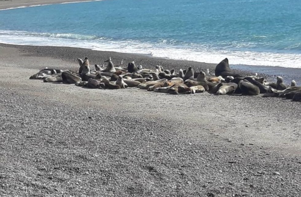 Caleta Olivia: la Reserva de Lobos en peligro