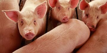 US-MISCONCEPTION - ELMA, IA - APRIL 28: Hogs are raised on the farm of Gordon and Jeanine Lockie April 28, 2009 in Elma, Iowa\u002E Hog farmers who have been battered by rising feed prices are now faced with plummeting hog prices driven in part by misconceptions about the relationship of Swine Flu to eating pork and recent import bans on raw U\u002ES\u002E pork by some countries\u002E Scott Olson/Getty Images/AFP\r\n== FOR NEWSPAPERS, INTERNET, TELCOS & TELEVISION USE ONLY == Iowa eeuu eeuu granja cerdos granja chanchos epidemia de gripe porcina investigacion