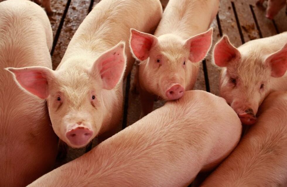 Noetinger: se abrirá una granja porcina