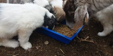 Cachorros: perros protectores de ganado