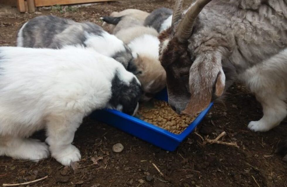 Entrenan a siete cachorros en la protección de ganado en el sur mendocino