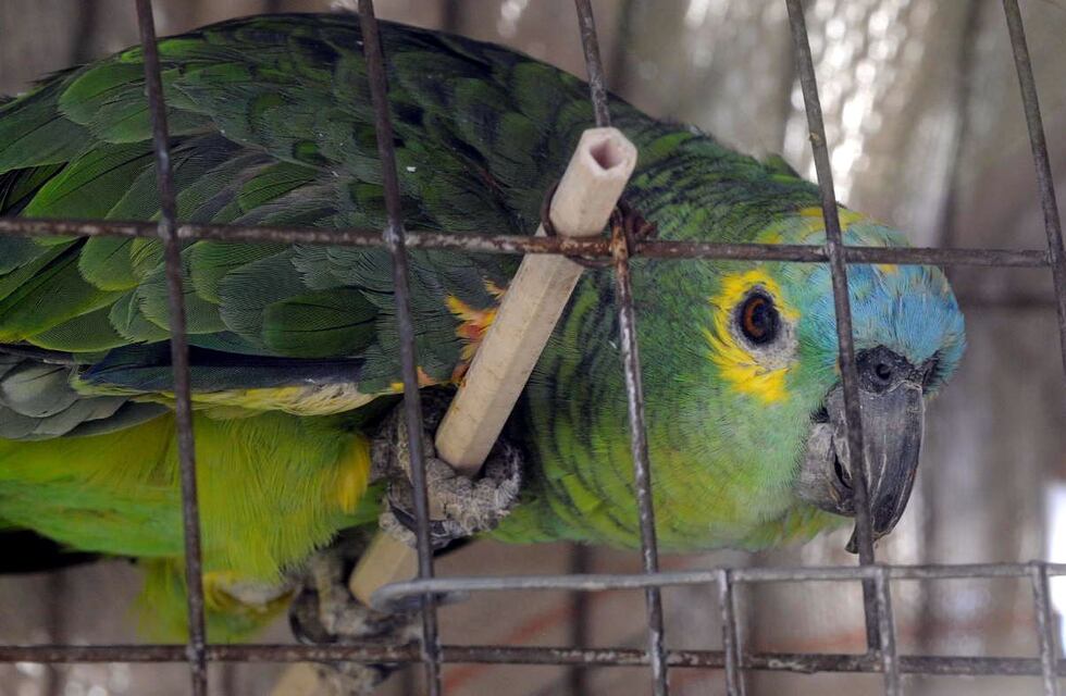 Psitacosis en Rafaela: siguen internados los 4 miembros de la familia contagiada por un loro
