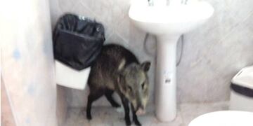 El pecarí de collar es un animal salvaje que se metió en el baño de la Municipalidad de Salsacate\u002E