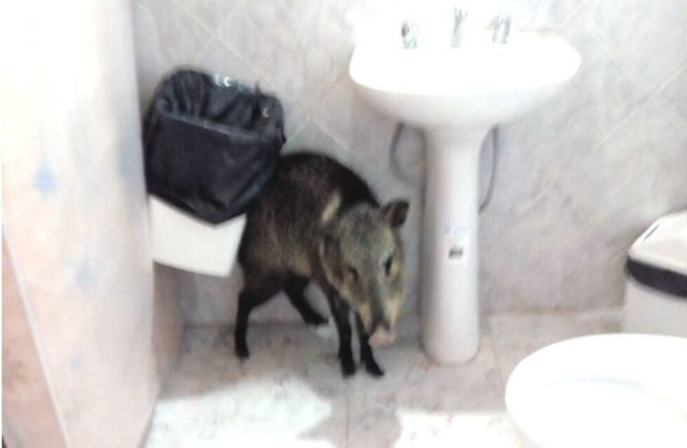 Insólito: un pecarí salvaje se metió... ¡en el baño de la Municipalidad de Salsacate!