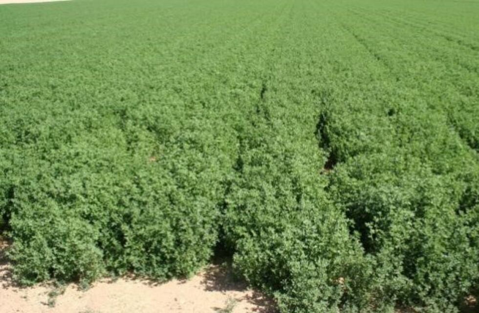 Cuenca del Morro: trabajan en un plan de alfalfa para combatir el desbalance hídrico