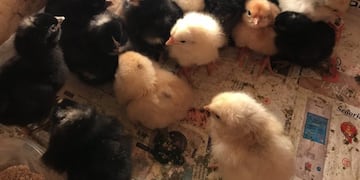 Productores de Capioví recibieron pollitos y alimento balanceado