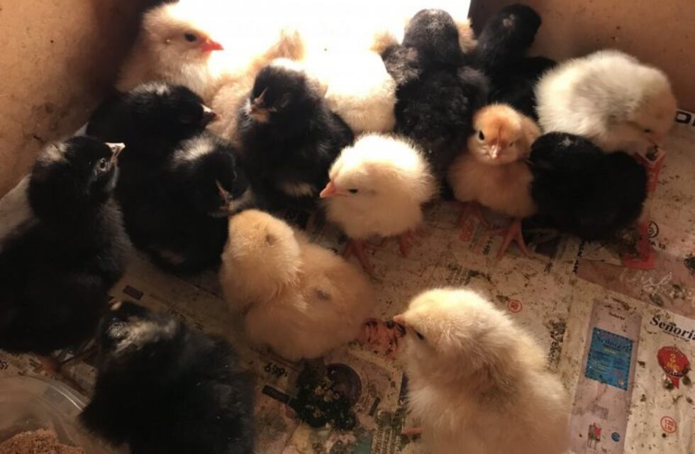 Productores de Capioví recibieron pollitos y alimento balanceado