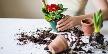 Unrecognizable young woman planting flower seedlings at home\u002E