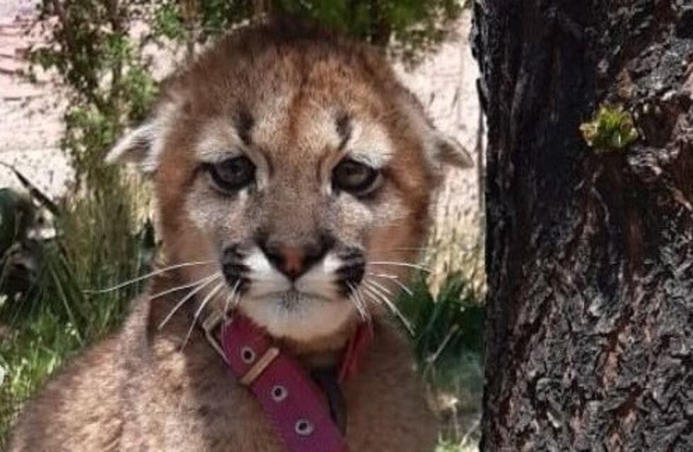 Rescataron un pumita que estaba encadenado a un árbol