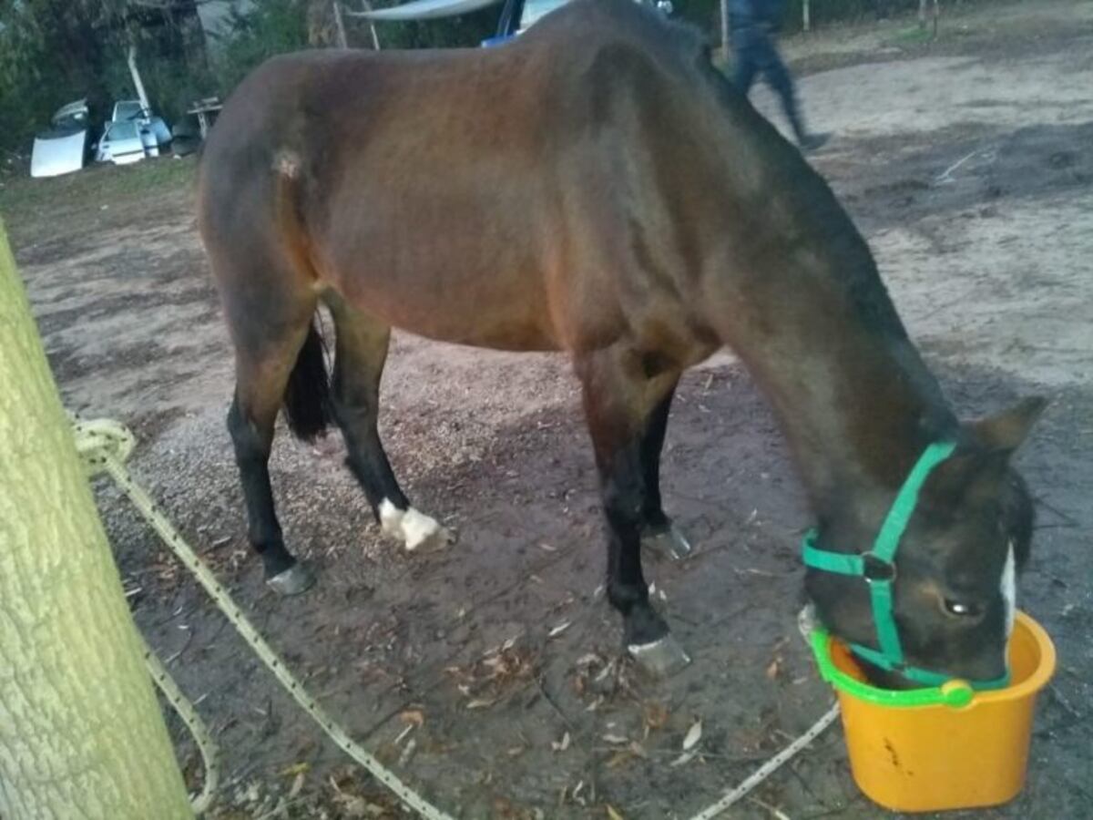 Potranca suelta en Potrero de Garay