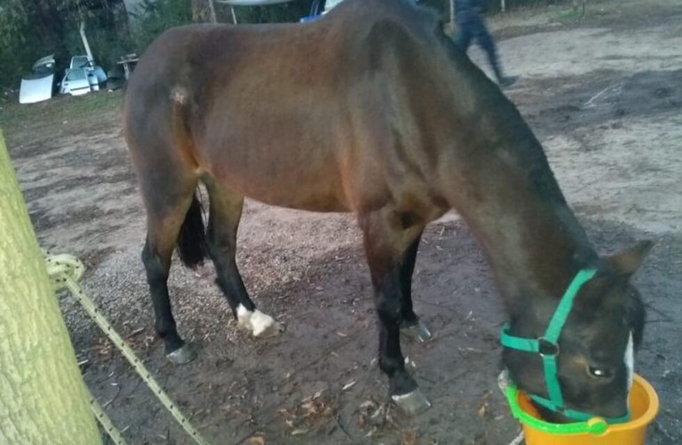Potrero de Garay: un equino suelto casi provoca un accidente sobre la ruta