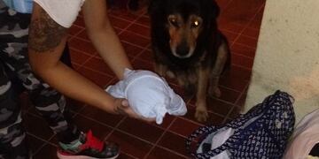 En un encuentro emocionante, Rocko conoció al pequeño Junior, su nuevo amo\u002E (Vía Rosario)