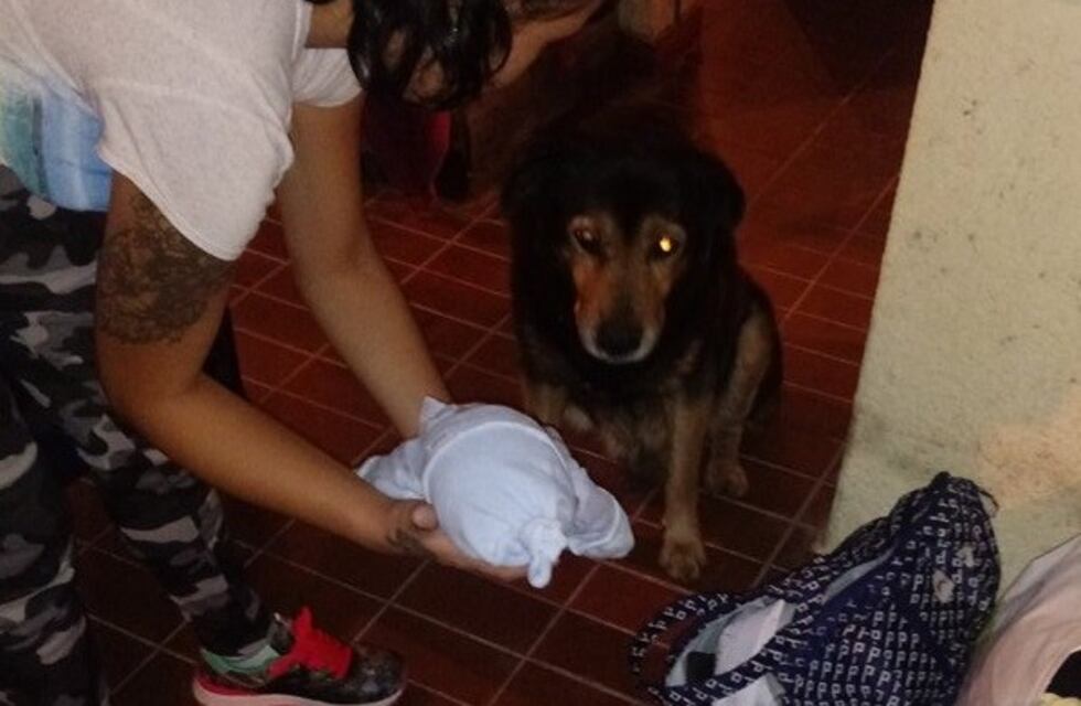 Golpearon salvajemente a Rocko, el perro al que su dueño lo había agasajado con un asado