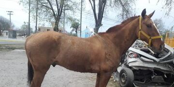 Malagueño: un detenido por el robo de un caballo