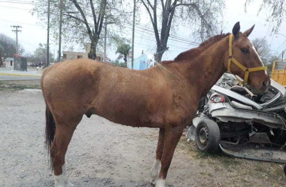 Malagueño: un detenido por el robo de un caballo