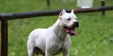 Perro, dogo Argentino
