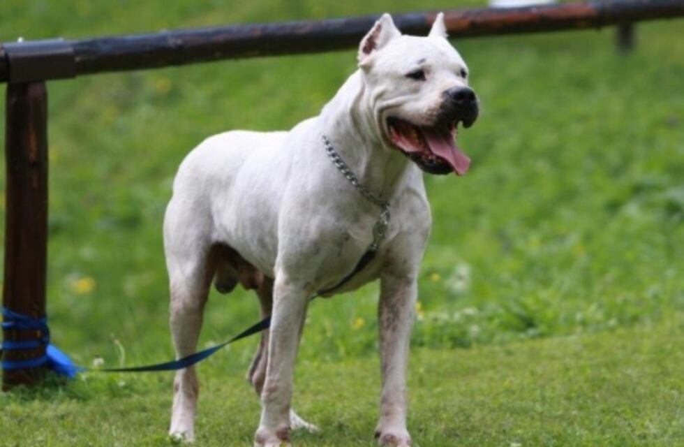 Sacrificaron al perro que mató a una nena de 2 años en Ensenada