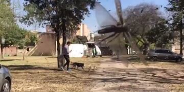 La invasión de langostas en Córdoba\u002E