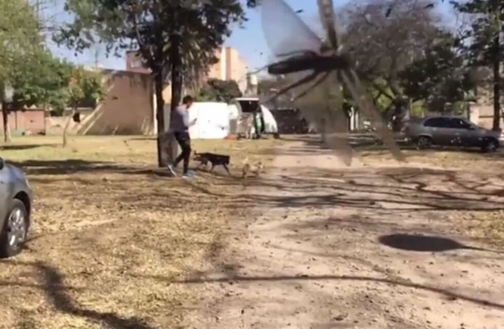 Invasión de langostas en Córdoba: uno de los mejores videos viralizado en Internet