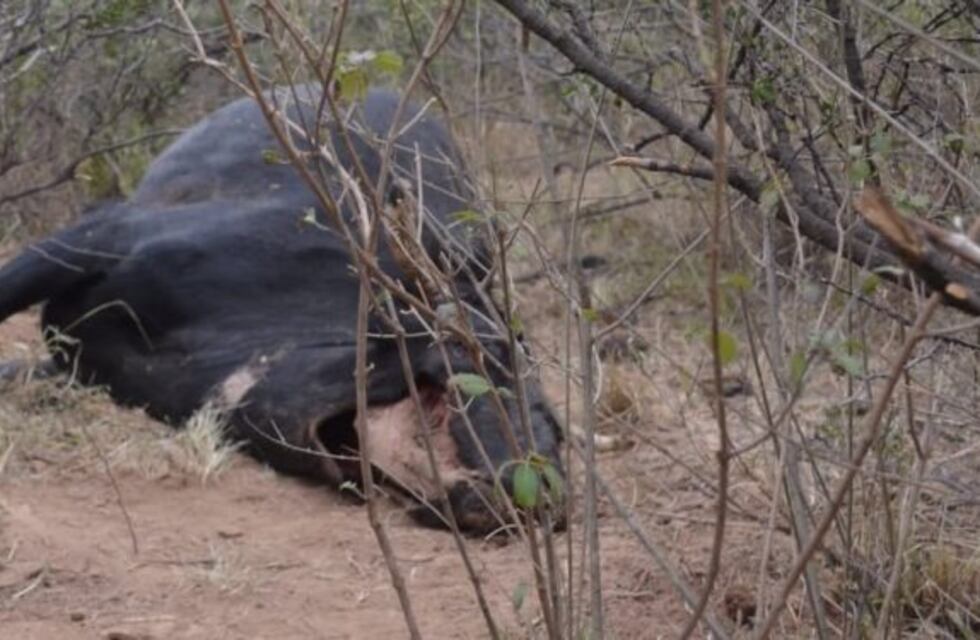 Apareció animal mutilado y el mito de chupacabras reapareció