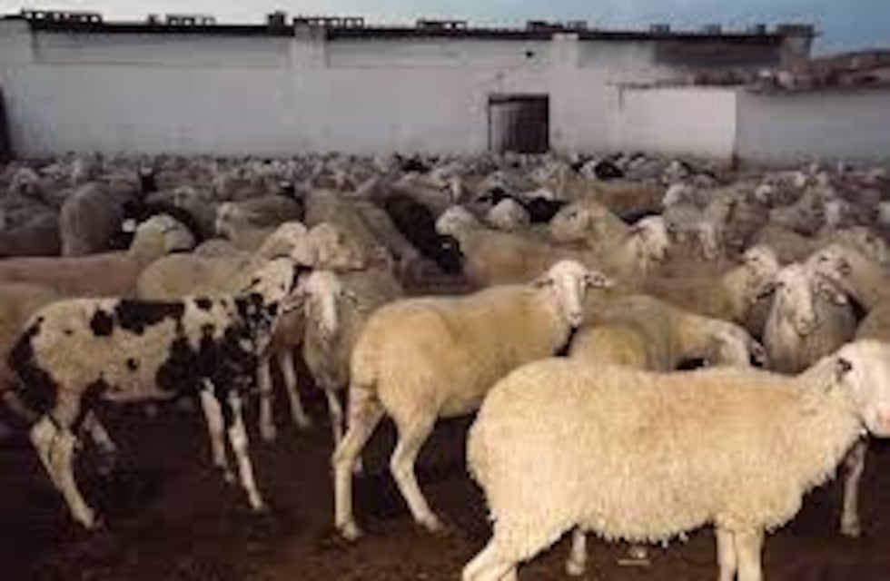 Manejo del servicio en Ovinos