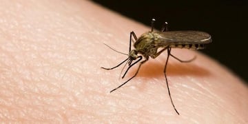 Dengue