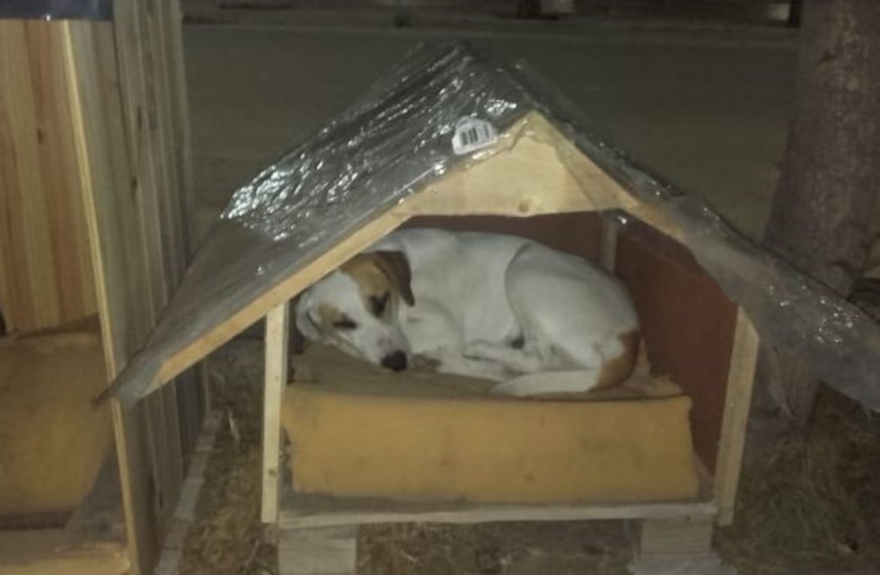 Alumnos de una escuela de Tunuyán construyen casitas para perros callejeros