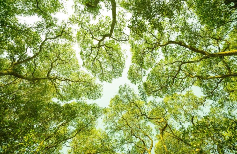 ¿Cuáles son los secretos para plantar el perfecto árbol de la vereda?