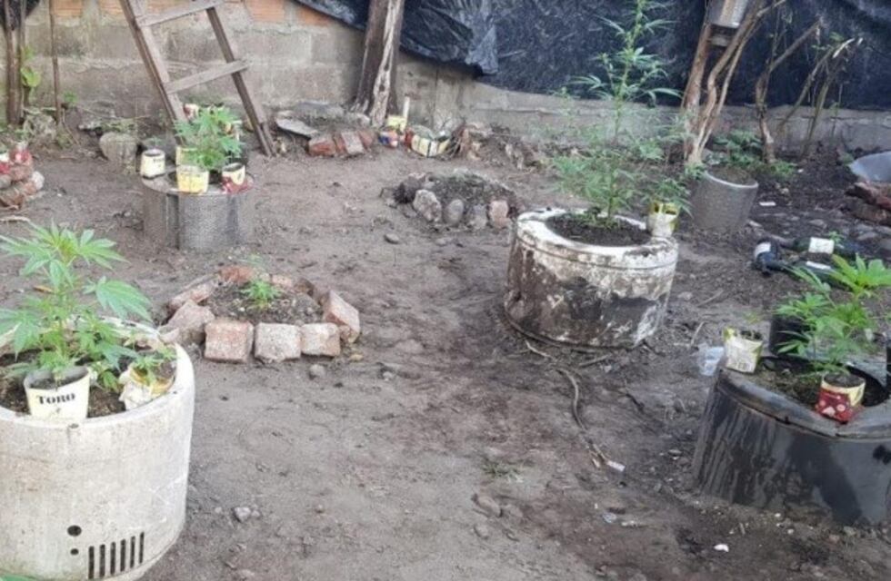 En dos allanamientos secuestraron más de 150 plantas de marihuana