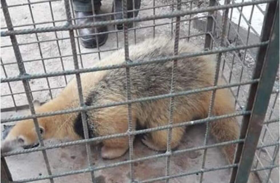 Rescataron un oso melero en un cementerio en Frías
