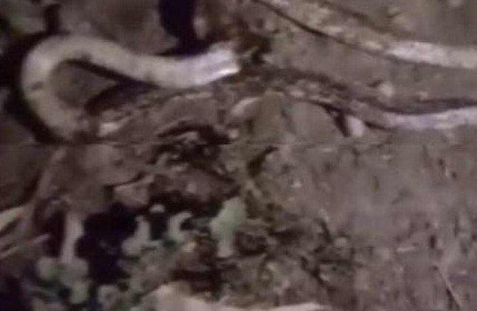 Pánico en un barrio sanjuanino por la aparición de una culebra "ratonera"