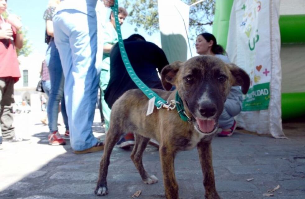 Una gran oportunidad para adoptar a una mascota callejera