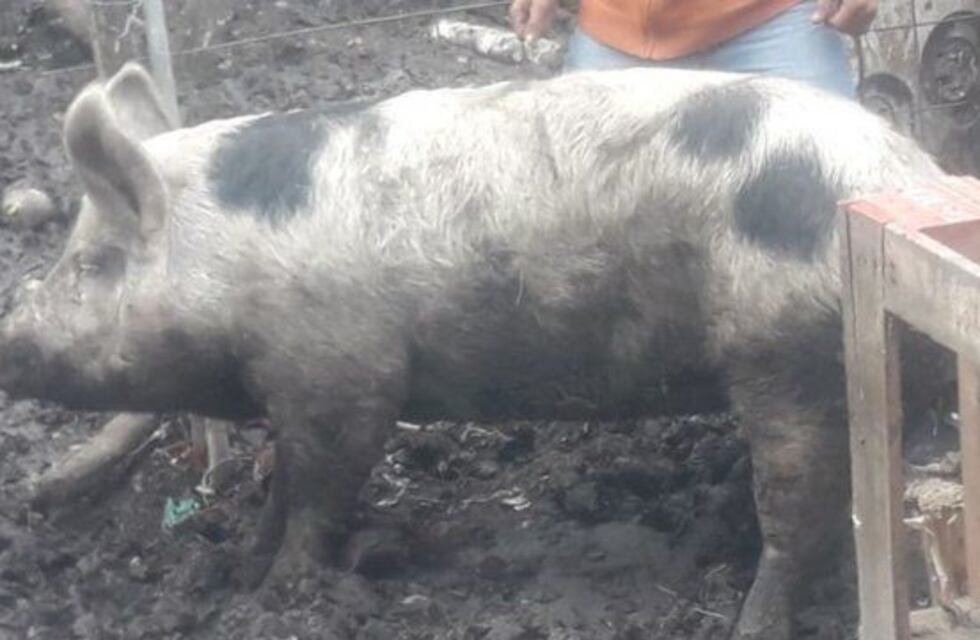 La chancha Pancha volvió a recorrer el centro paranaense