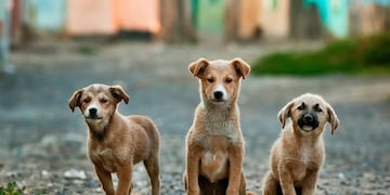 Organizan una jornada de adopción de mascotas en la República de los Niños en La Plata