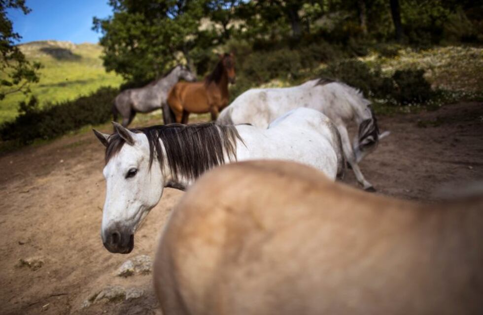 Piden por caballos robados a chicos que los necesitan para equinoterapia