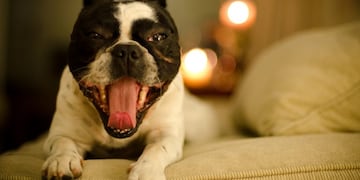 Argentina, país de mascotas