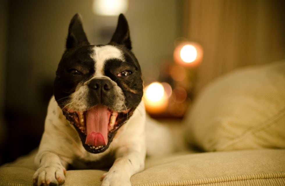 Argentina, país de mascotas