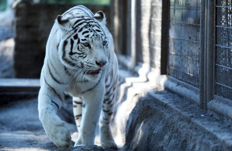 Murió la tigresa blanca del zoo de La Plata por una insuficiencia renal