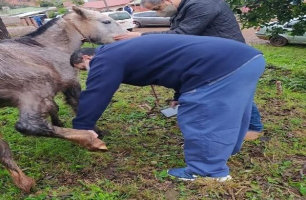 Maltrato animal en Eldorado: se frustró el rescate de un caballo