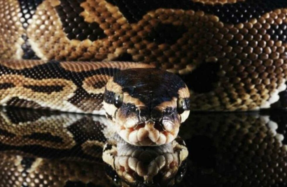 Una nena frotó las encías de una enorme serpiente pitón y salió ilesa