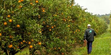 Citricultores entrerrianos apoyan el acuerdo Mercosur-UE pero piden leer \